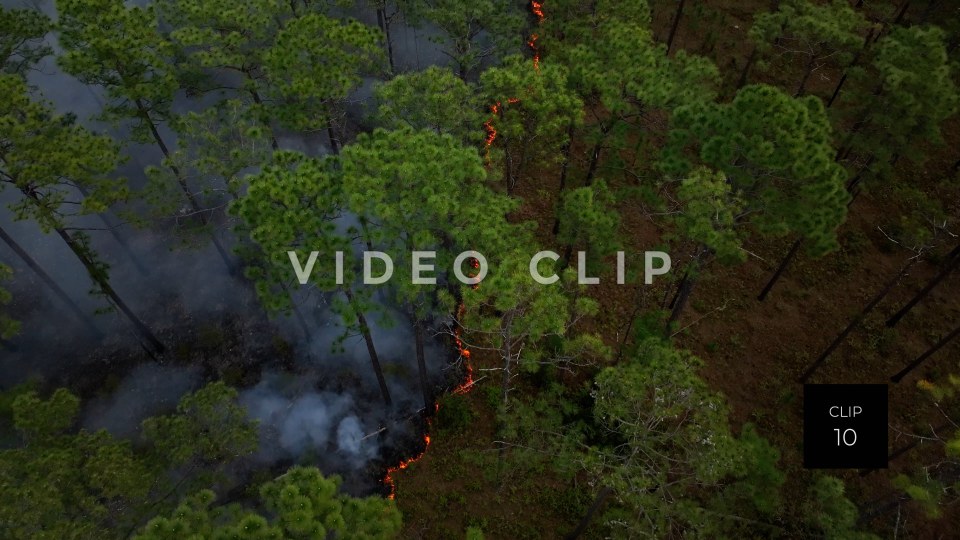 Stock video Controlled burning of forest landscape