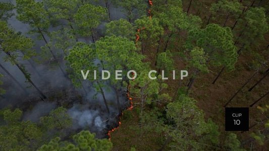 Stock video Controlled burning of forest landscape