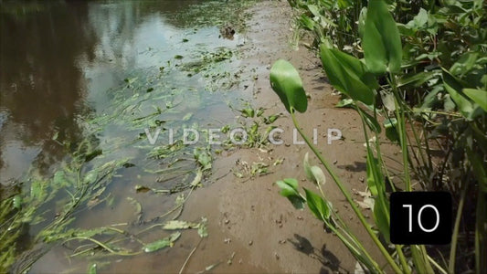 CLIP 10 - South Carolina Ricefields Vol 5. - Samsworth Plantation
