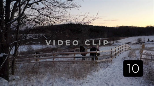 CLIP 10 - Winter Vol. 2 - Horses stay warm in pasture during Winter