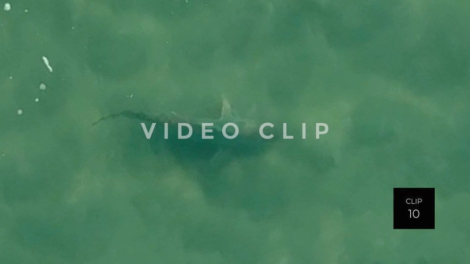 stock video shark in beach surf