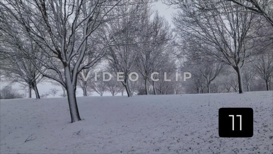 CLIP 11 - Winter Vol. 1 - Pulling back past frozen trees
