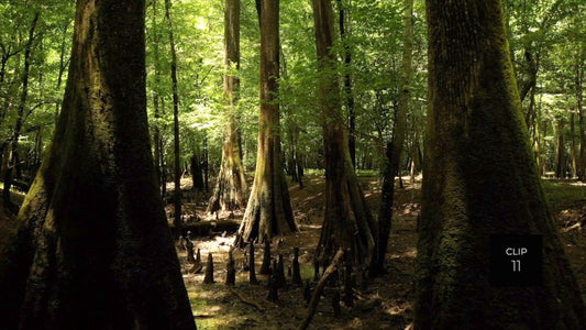 CLIP 11 - Francis Marion National Forest, SC