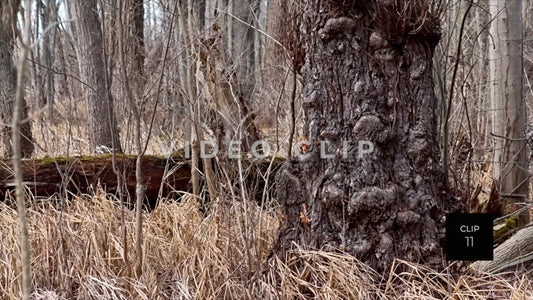 CLIP 11 - Erie Canal Vol. 4