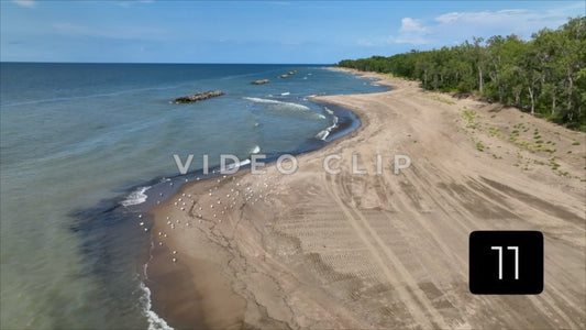 CLIP 11 -  Erie, PA Presque Isle State Park flock of seagulls on secluded sandy shore