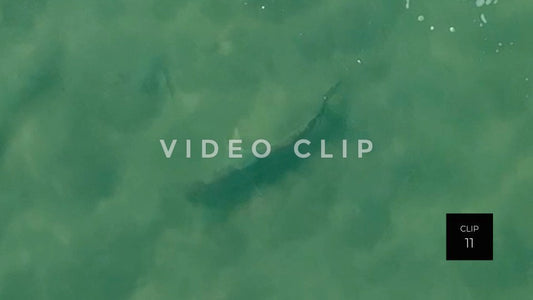 stock video shark in beach surf