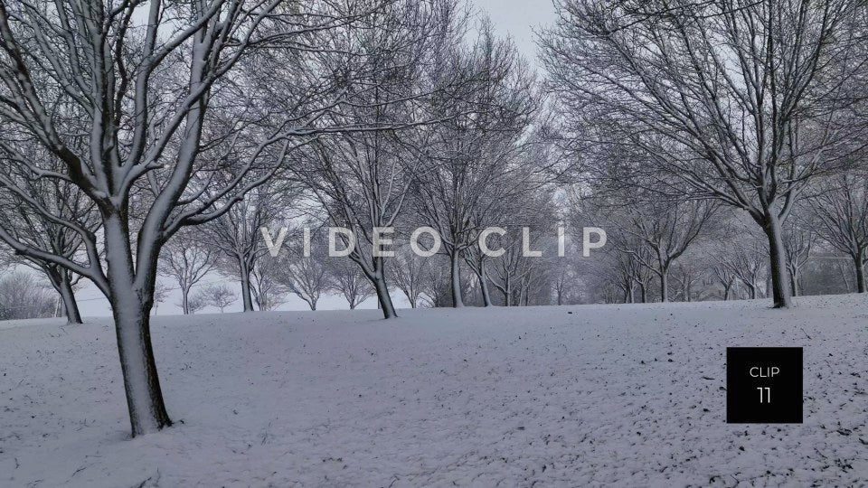 CLIP 11 - Pulling back past frozen trees in Wintertime while snow falls