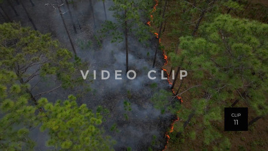 Stock video Controlled burning of forest landscape