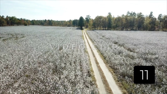 CLIP 11 - South Carolina Cotton Field
