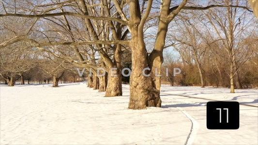 CLIP 11 - Rochester, NY Vol. 7 - Tree orchard and snow covered field in Winter at Ellison Park, NY