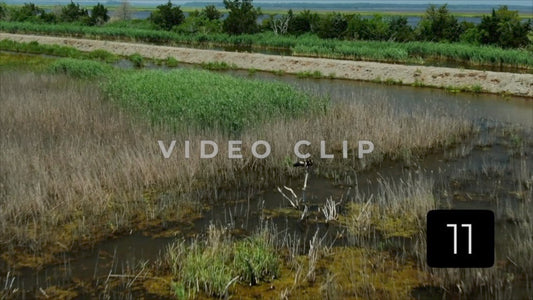 CLIP 11 - South Carolina Ricefields Vol 4. - Estherville Plantation