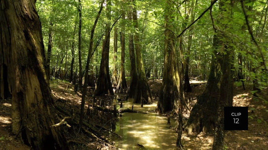 CLIP 12 - Francis Marion National Forest, SC
