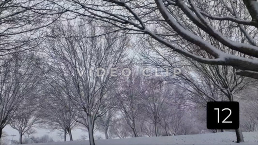 CLIP 12 - Winter Vol. 1 - Slow flight while looking up at frozen trees