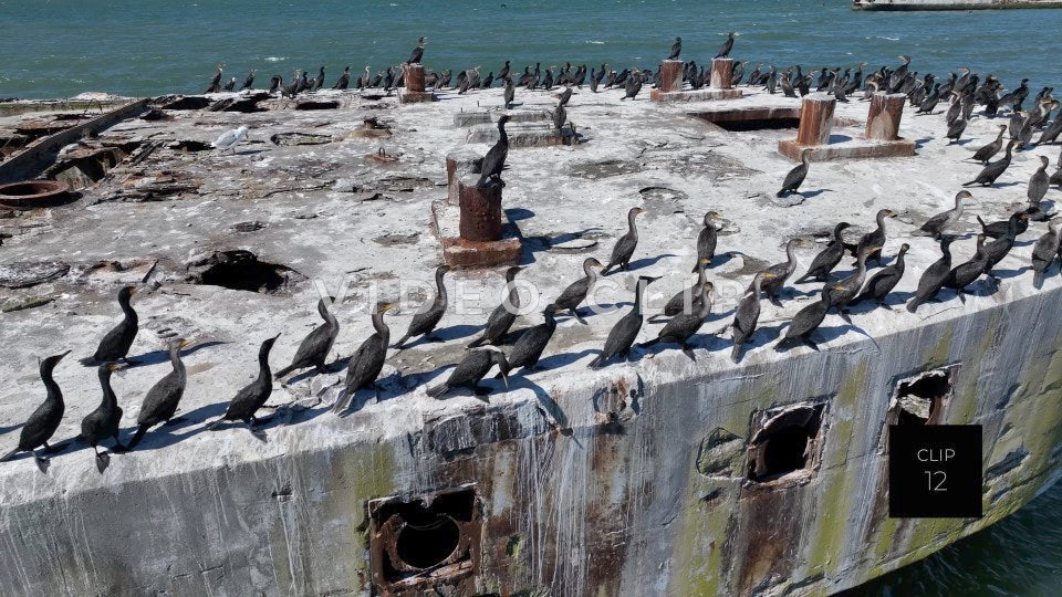 CLIP 12 - Kiptopeke Concrete Ships, VA shorebirds resting on deck of ship