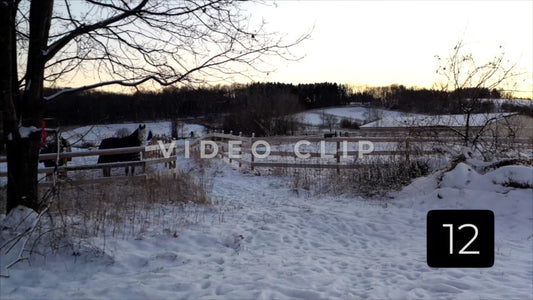 CLIP 12 - Winter Vol. 2 - Horses in pasture with fence during Winter with snow on ground