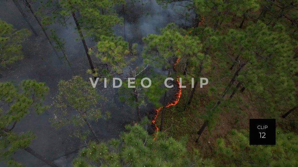 Stock video Controlled burning of forest landscape