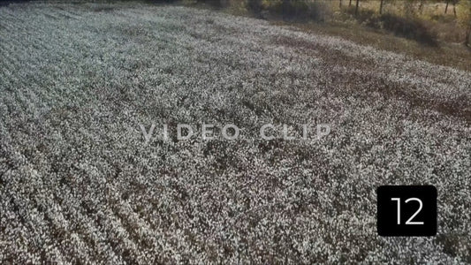 CLIP 12 - South Carolina Cotton Field