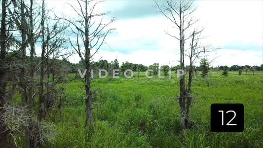 CLIP 12 - South Carolina Ricefields Vol 5. - Samsworth Plantation