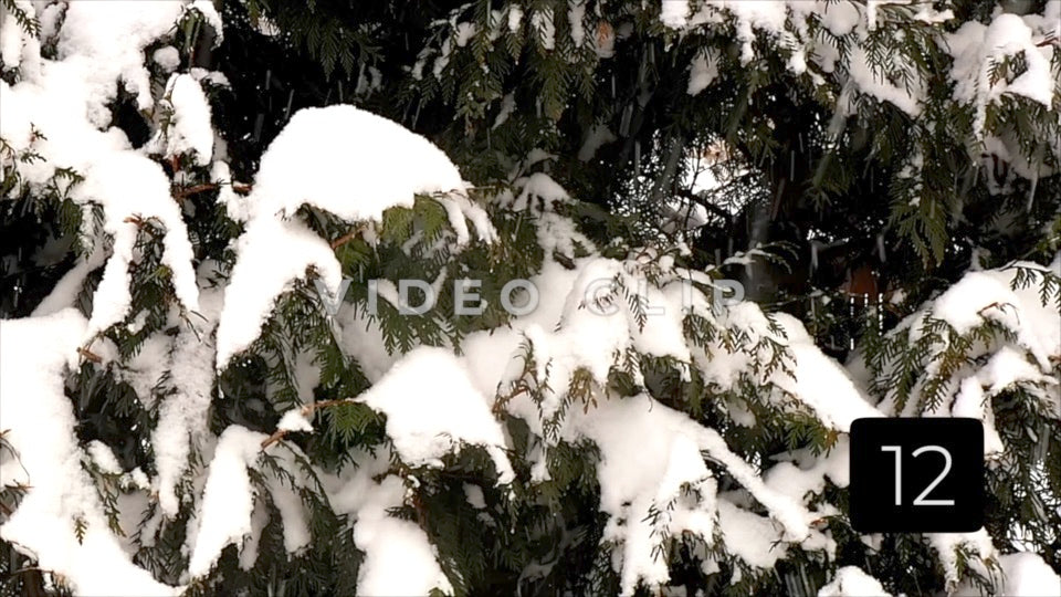 CLIP 12 - Winter Vol. 4 - Bird lands on branch with Winter snow on tree limbs