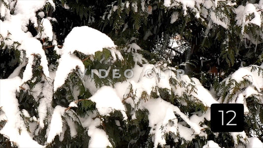 CLIP 12 - Winter Vol. 4 - Bird lands on branch with Winter snow on tree limbs