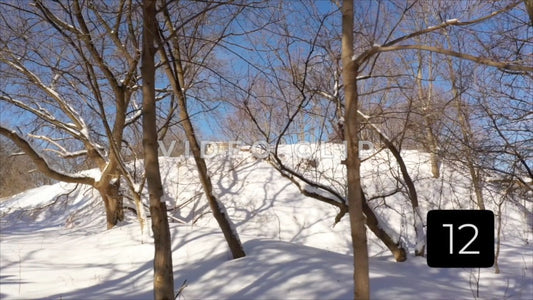 CLIP 12 - Winter Vol. 5 - Snow covered hillside with trees under blue sky
