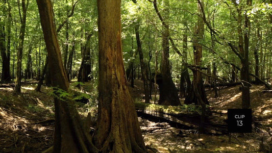 CLIP 13 - Francis Marion National Forest, SC