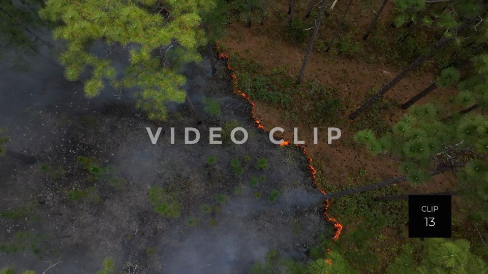 Stock video Controlled burning of forest landscape