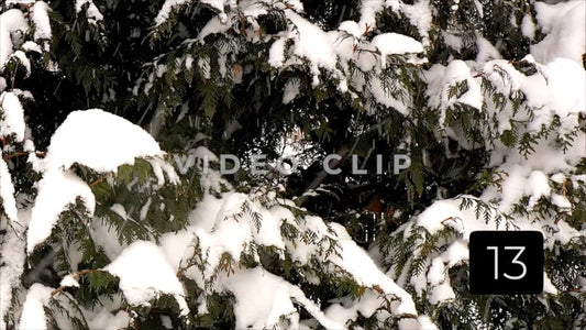 CLIP 13 - Winter Vol. 4 - Winter tree with bird landing on branch center screen