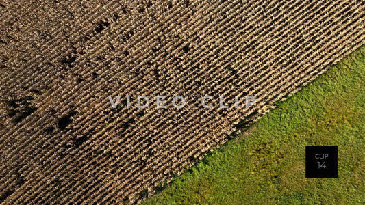 CLIP 14 - Wellsboro, PA looking down on cornfield and green pasture