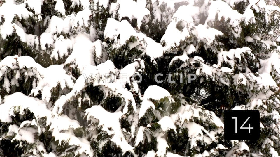 CLIP 14 - Winter Vol. 4 - Snow covered tree during Winter as bird lands on branch