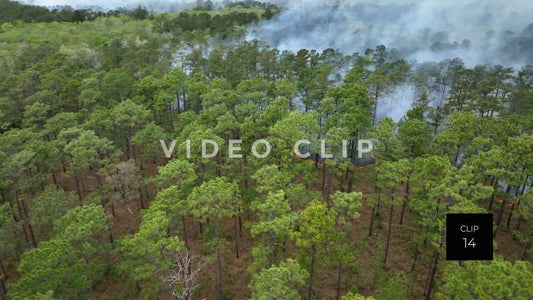 Stock video Controlled burning of forest landscape