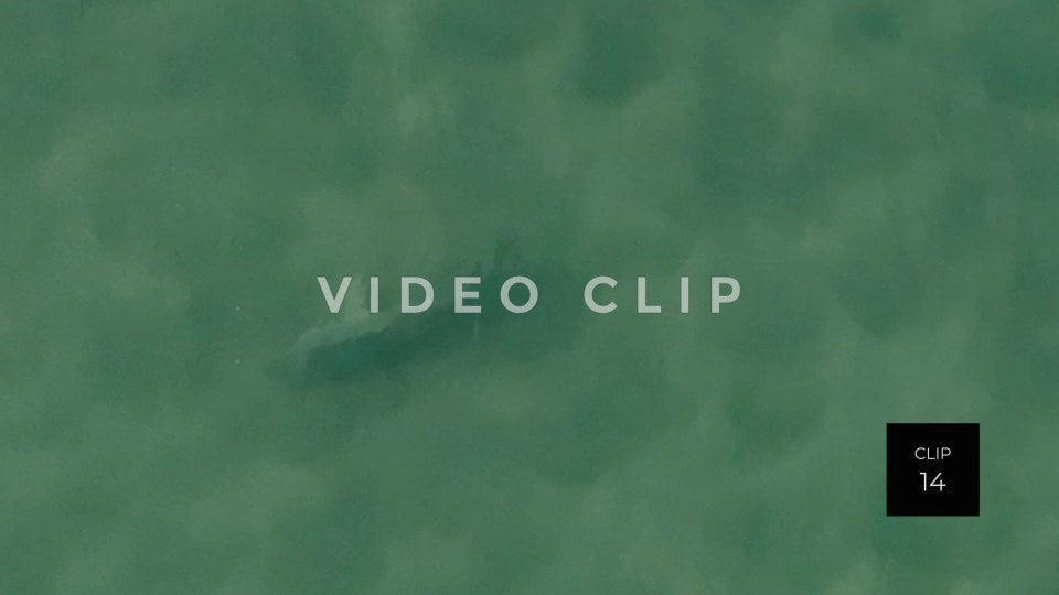 stock video shark in beach surf