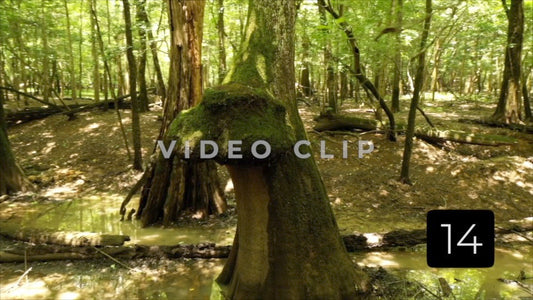 CLIP 14 - Francis Marion National Forest, SC