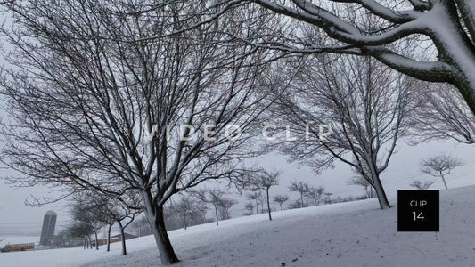 CLIP 14 - View form tree orchard in Winter as School buses pass farm in distance