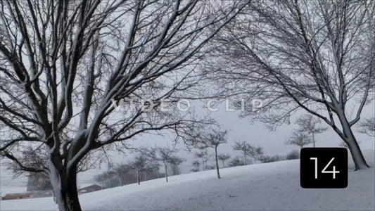 CLIP 14 - Winter Vol. 1 - View form tree orchard in Winter as School buses pass farm
