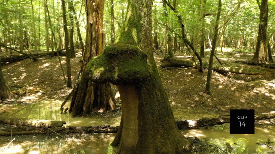 CLIP 14 - Francis Marion National Forest, SC