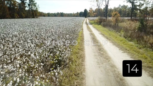 CLIP 14 - South Carolina Cotton Field