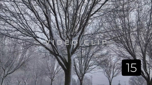 CLIP 15 - Winter Vol. 1 - Looking up at frozen tree branches while snow falls in Winter