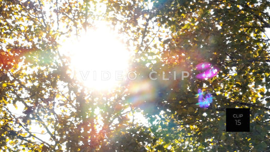 CLIP 15- Wellsboro, PA sunlight through trees in public park