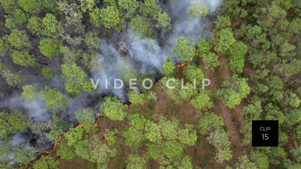 Stock video Controlled burning of forest landscape