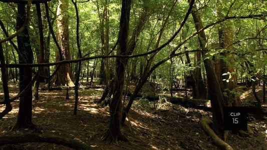 CLIP 15 - Francis Marion National Forest, SC