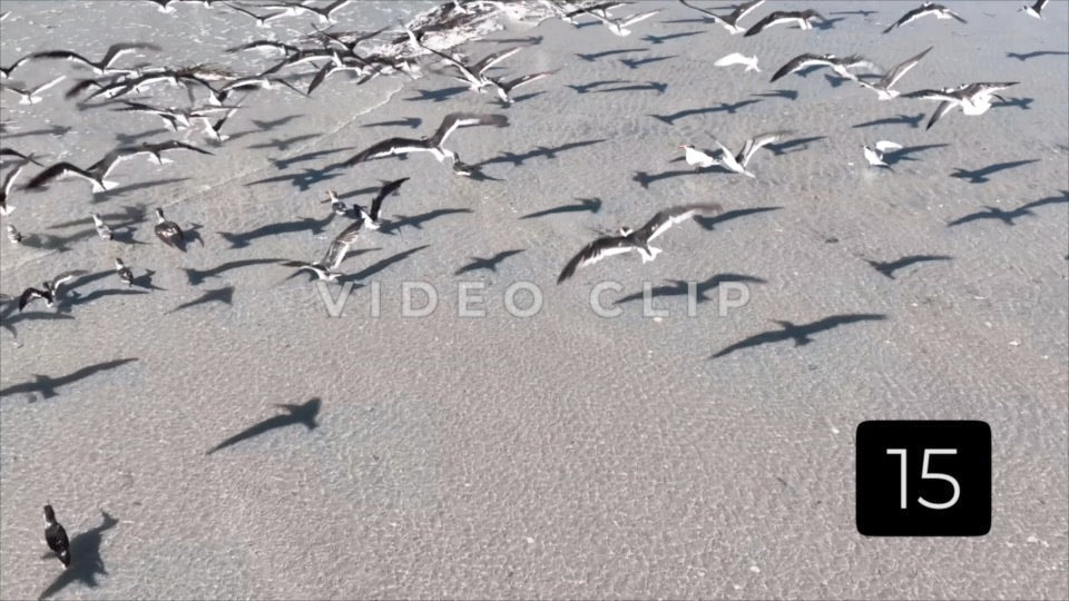 CLIP 15 - Beautiful Beach
