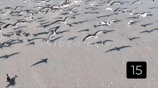 CLIP 15 - Beautiful Beach