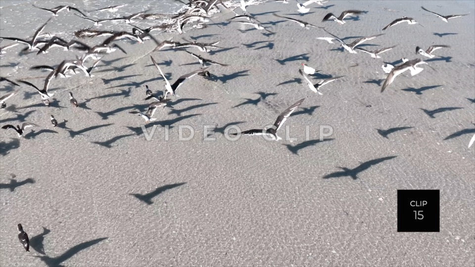 CLIP 15 - Beautiful Beach