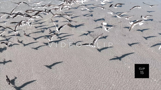 CLIP 15 - Beautiful Beach