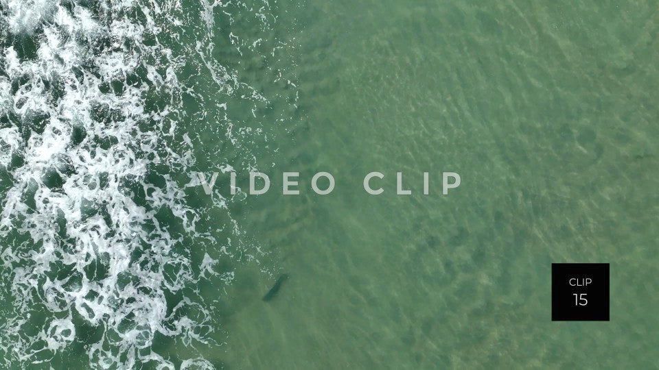 stock video shark in beach surf