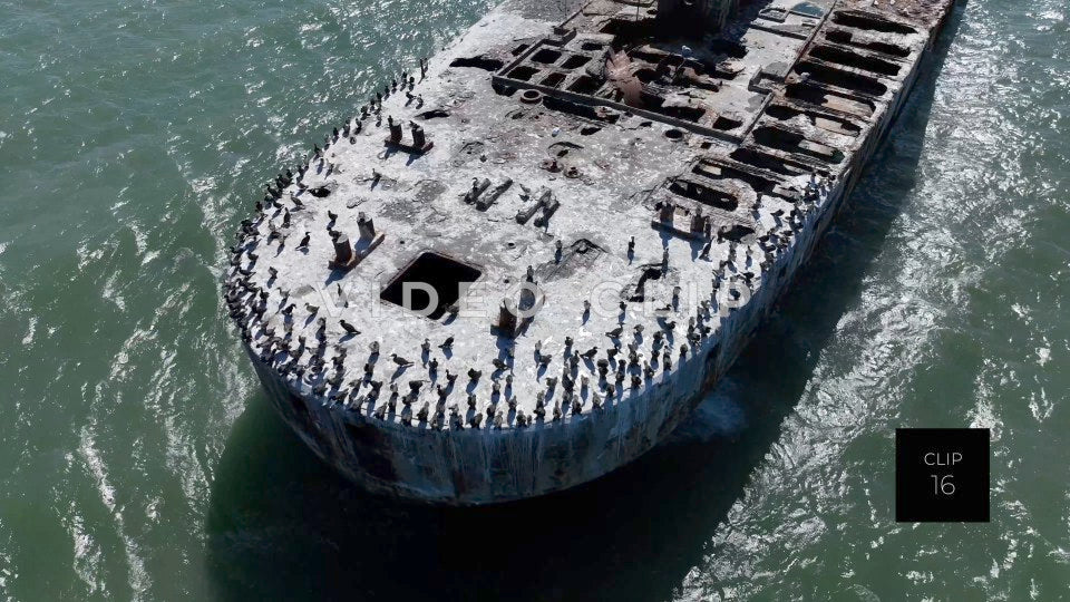 CLIP 16 - Kiptopeke Concrete Ships, VA shorebirds resting on main deck as pelican flies by