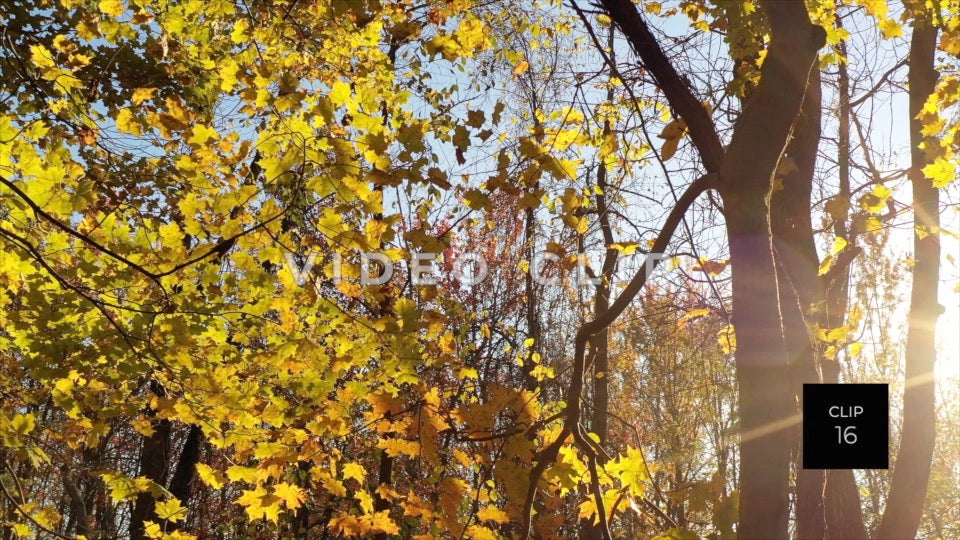 CLIP 16 - Erie Canal Vol. 5