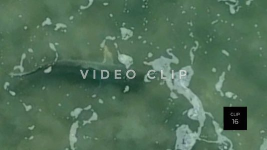 stock video shark in beach surf