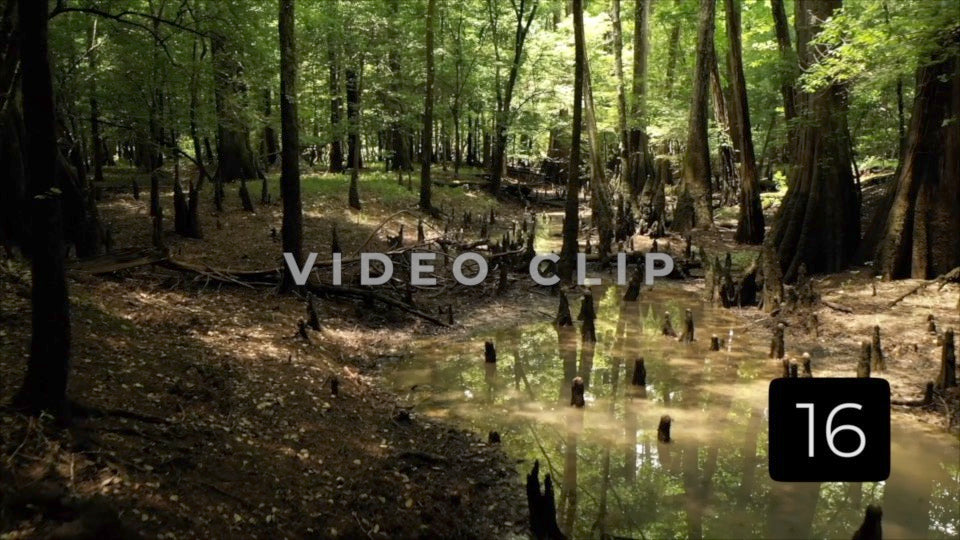 CLIP 16 - Francis Marion National Forest, SC